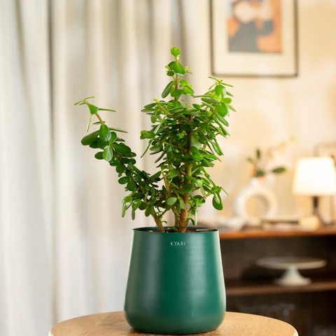Top 5 Air-Purifying Plants Recommended by NASA