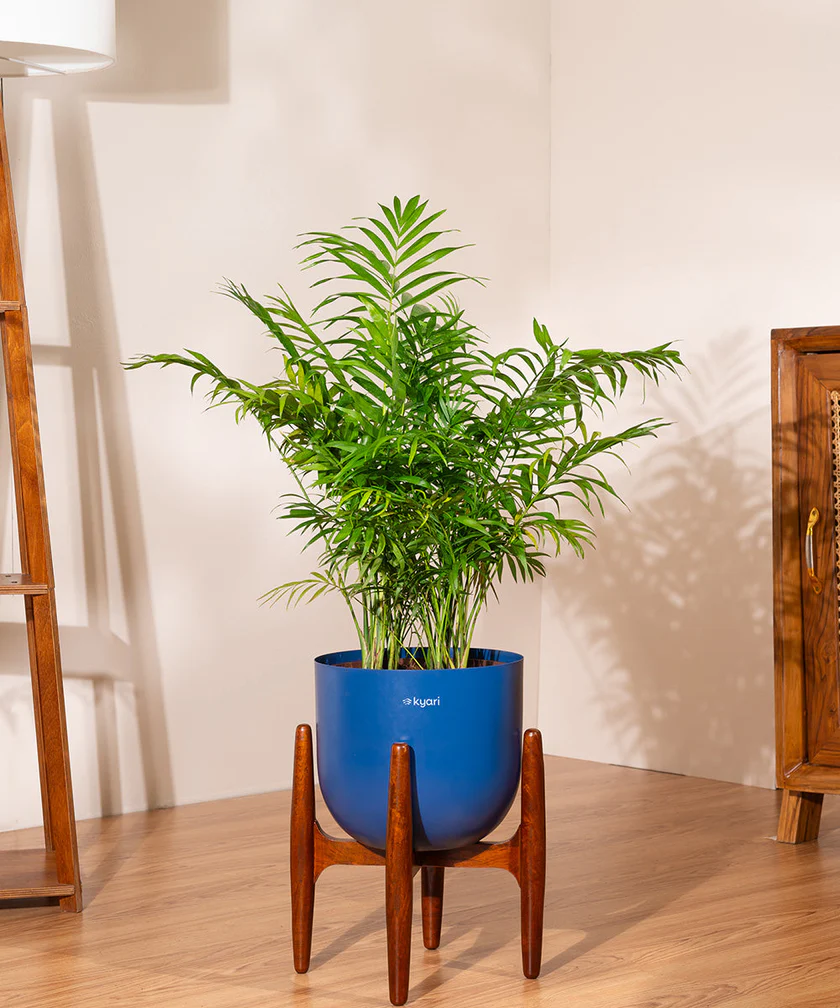 Green Snake Plant